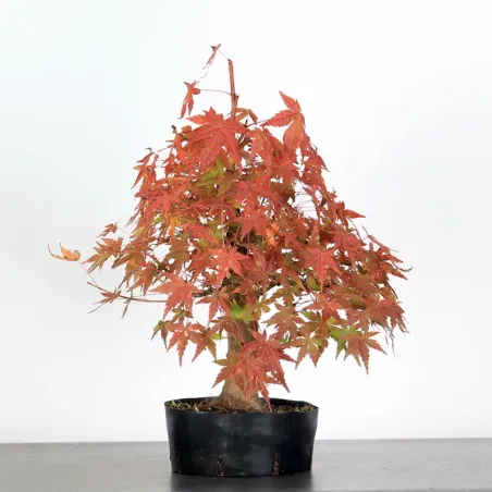 image supplémentaire - ACER PALMATUM AP-1-4