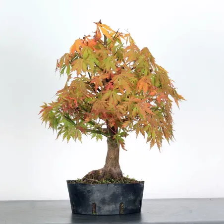 Bonsai Acer Palmatum AP-1-12