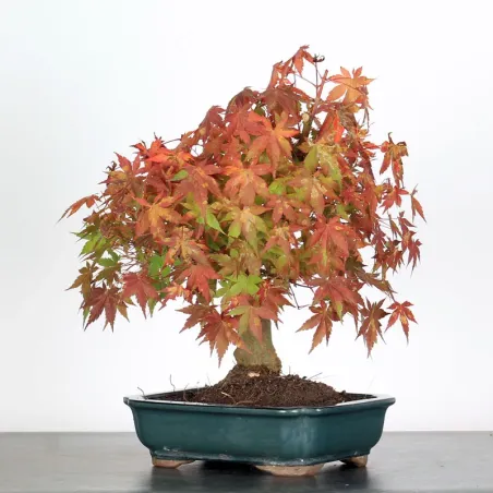 Bonsai Acer Palmatum AP-1-16