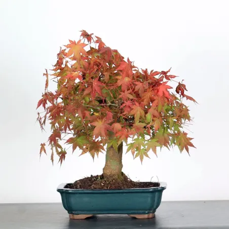 image supplémentaire - ACER PALMATUM AP 1-16