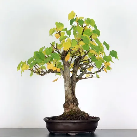 image supplémentaire - BONSAI LINDEN "TILIA" 1-3