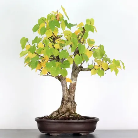 BONSAI LINDEN "TILIA" 1-3