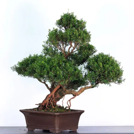 BONSAI MYRTE "Myrtus" 1-9