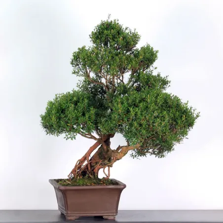 image supplémentaire - BONSAI MYRTE "Myrtus" 1-9