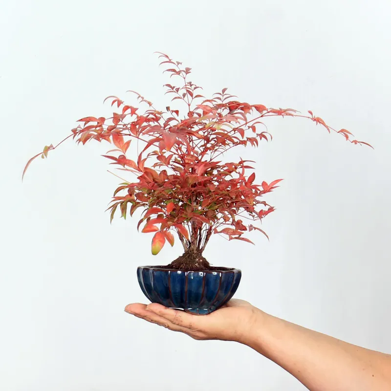 Bonsai Nandina "Bambou Sacré"