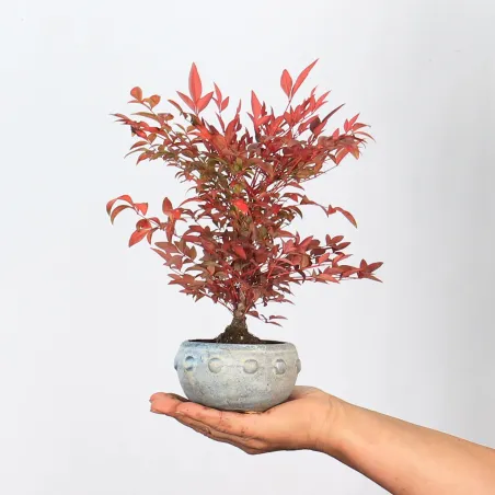 Bonsai Nandina "Bambou Sacré"