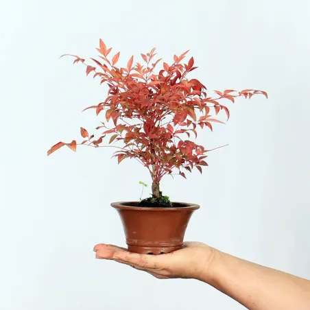 Bonsai Nandina "Bambou Sacré"