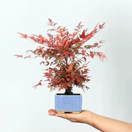 Bonsai Nandina "Bambou sacré"