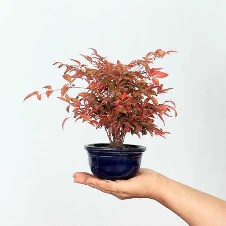 Bonsai  Nandina "Bambou Sacré"