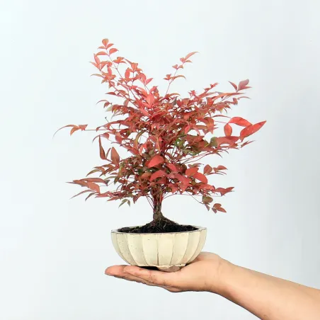 NANDINA "BAMBOU SACRE" 1-7