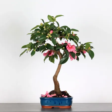 Camellia Bonsai