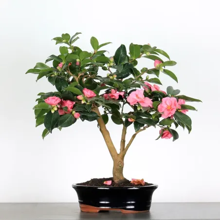 Camellia Bonsai