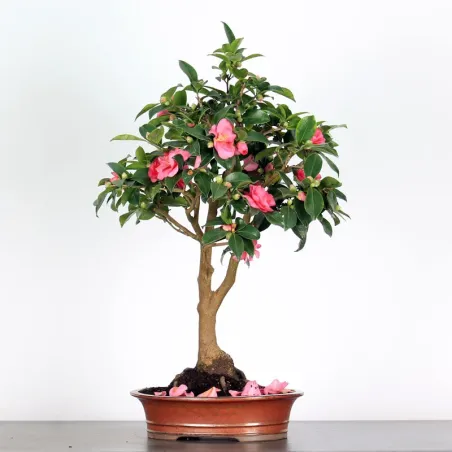 Camellia Bonsai