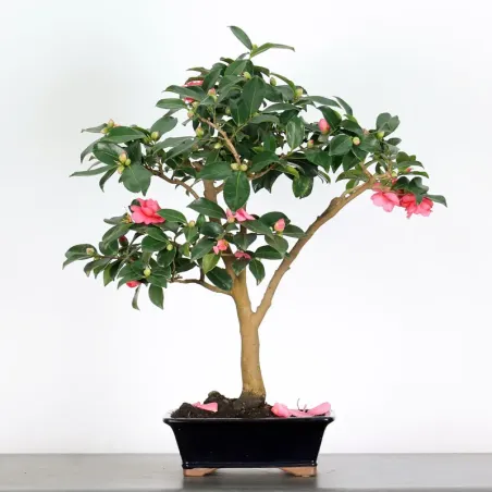 Camellia Bonsai