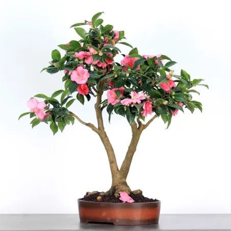 CAMELIA D'AUTOMNE "SASANQUA"1-5