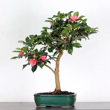 CAMELIA D'AUTOMNE "SASANQUA"1-6