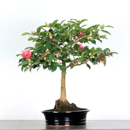 Camellia Bonsai