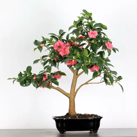 CAMELIA D'AUTOMNE "SASANQUA"1-8