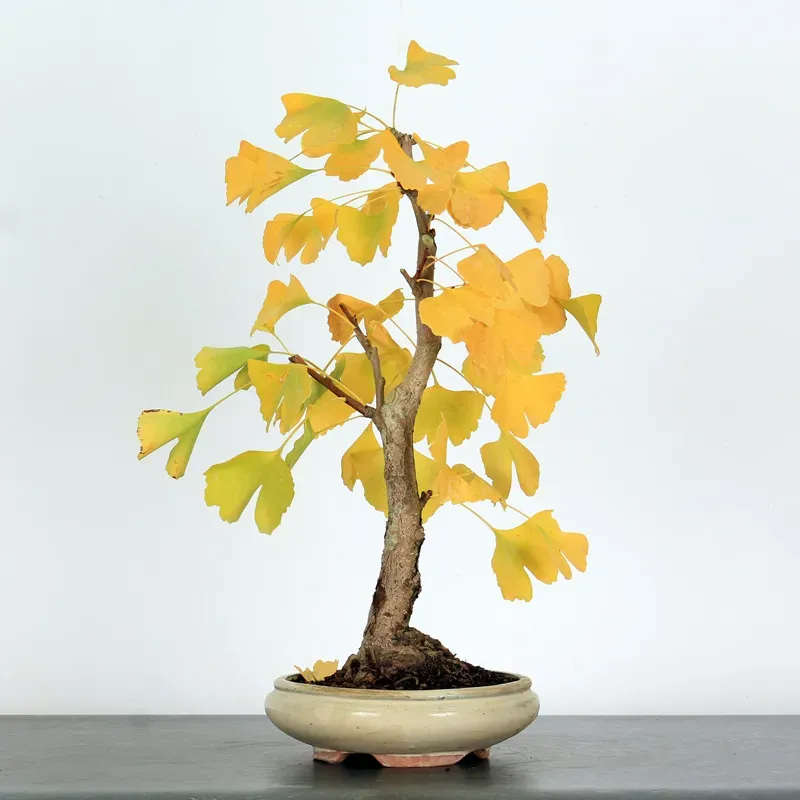 GINKGO BILOBA 2-1