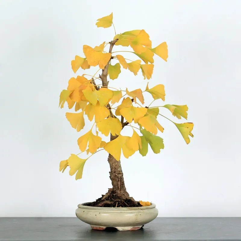 image supplémentaire - GINKGO BILOBA 2-1