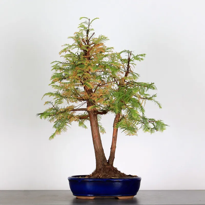 METASEQUOIA ME-1-11