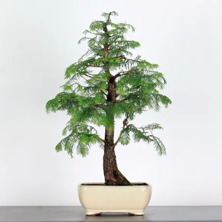 image supplémentaire - METASEQUOIA ME-1-12