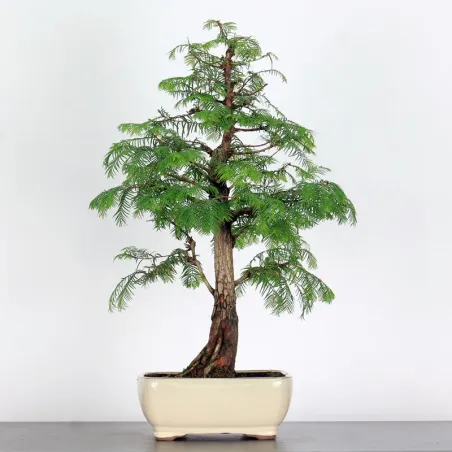 METASEQUOIA ME-1-12