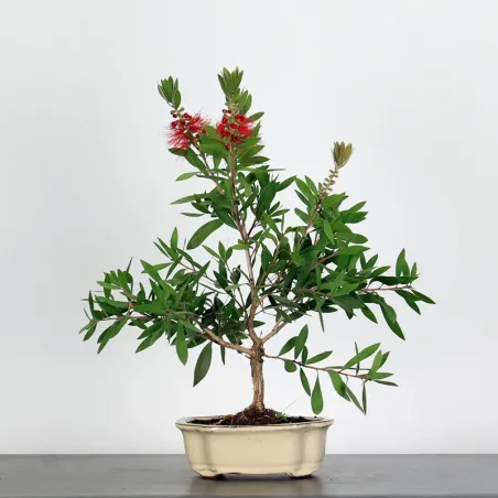 image supplémentaire - BONSAI CALLISTEMON 1-2