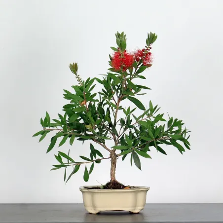 BONSAI CALLISTEMON 1-2