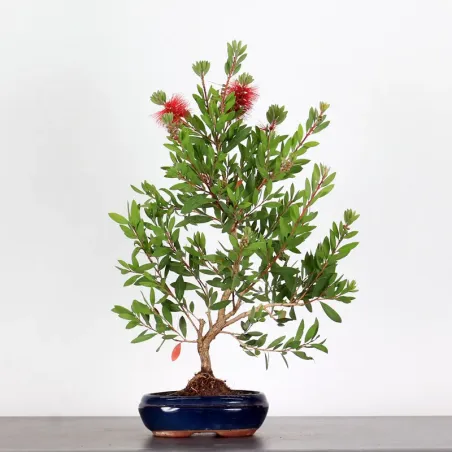 BONSAI CALLISTEMON 1-3