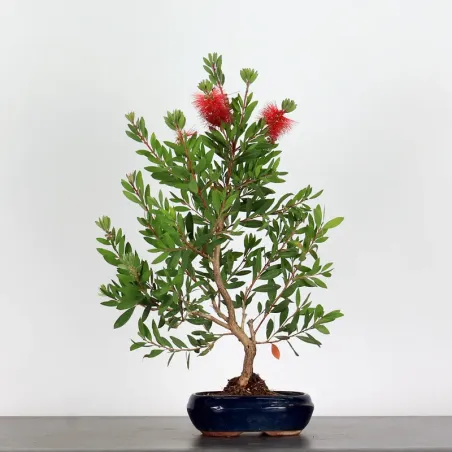 image supplémentaire - BONSAI CALLISTEMON 1-3