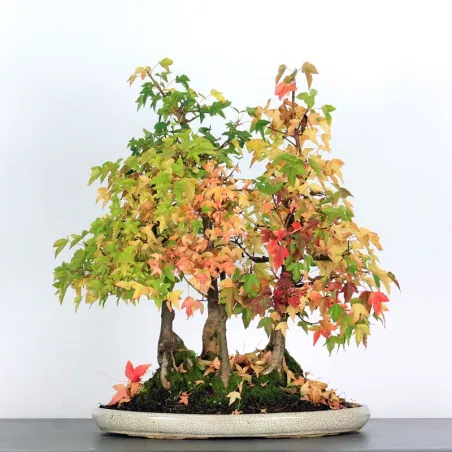 Érable "ACER BUERGÉRIANUM" FORET ABF-1-1