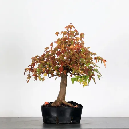 Bonsai Maple Burger AB-1-4