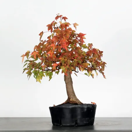 image supplémentaire - Acer Buergeranum 1-4