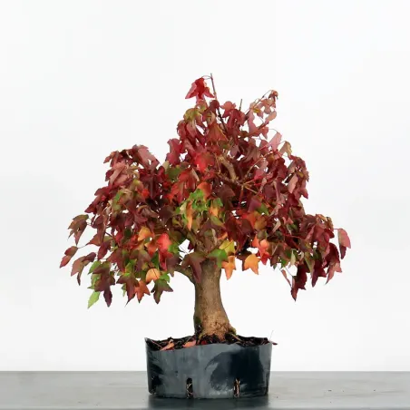 Bonsai Erable Burger AB-1-5