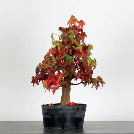 Bonsai Erable Burger AB-1-6