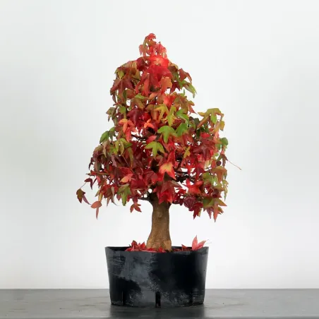 image supplémentaire - Érable "ACER BUERGÉRIANUM" 1-6