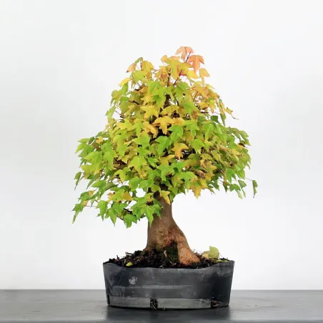 Bonsai Erable Burger AB-1-7