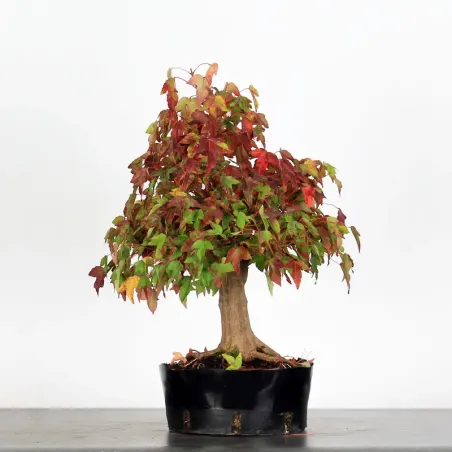 Bonsai Erable Burger AB-1-10