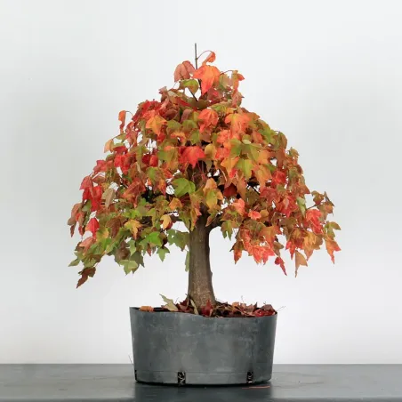 image supplémentaire - ACER BUERGERIANUM AB 1-16