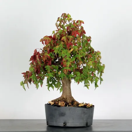 Bonsai Maple Burger AB-1-18