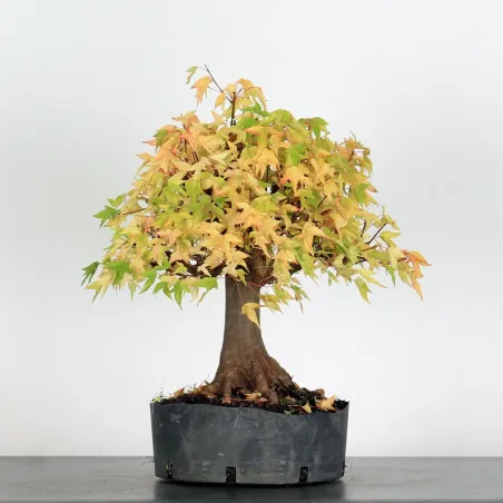 Bonsai Erable Burger AB-1-19