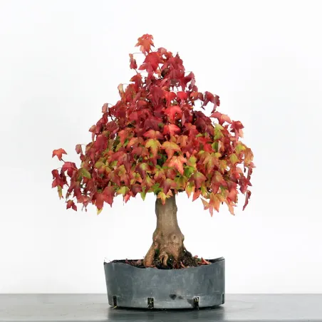 ACER BUERGERIANUM AB 1-20