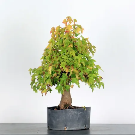 Érable "ACER BUERGÉRIANUM" 1-21