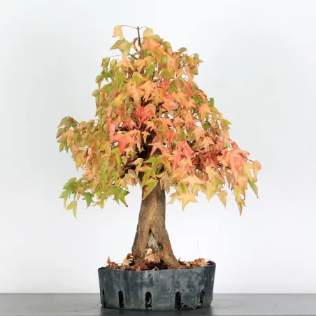 Érable "ACER BUERGÉRIANUM" 1-22