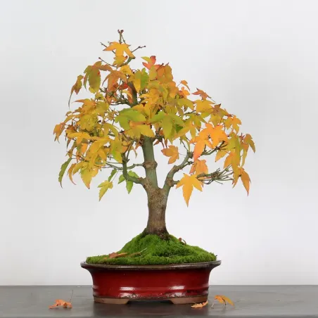 image supplémentaire - ACER PALMATUM AP-3-3