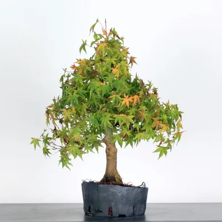 Bonsai Acer Palmatum AP-3-5