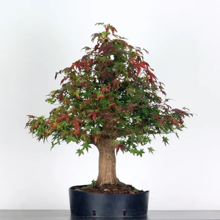 Bonsai Acer Palmatum AP-3-6