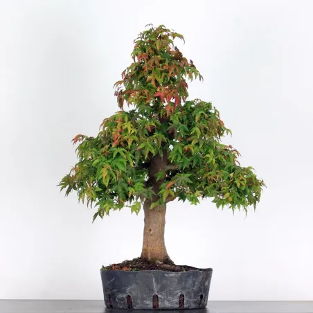 ACER PALMATUM AP 3-7