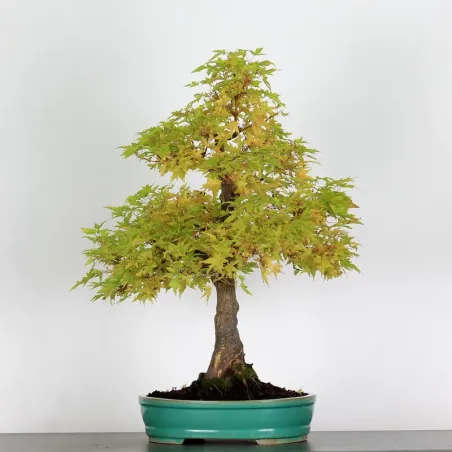 image supplémentaire - BONSAI ACER PALMATUM ORANGE...